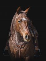 Profilová fotka koně