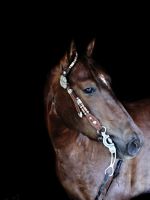 Profilová fotka koně