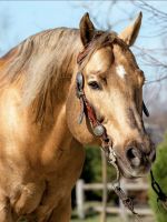 Profilová fotka koně