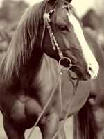 Profilová fotka koně