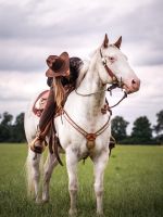 Profilová fotka koně